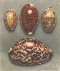 Cypraea lynx L